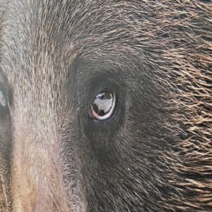 Bear Wall Art