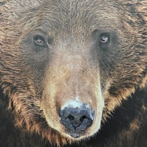 Bear Wall Art